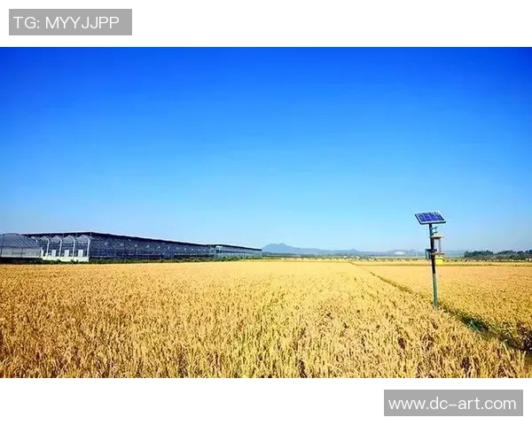 现代大米种植技术创新与可持续发展策略探析